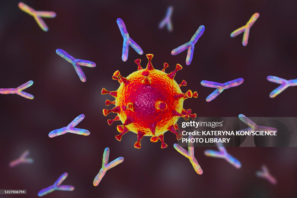 Antibodies responding to covid-19 coronavirus, illustration