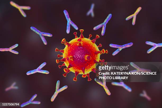 antibodies responding to covid-19 coronavirus, illustration - covid 19 illustration stock illustrations