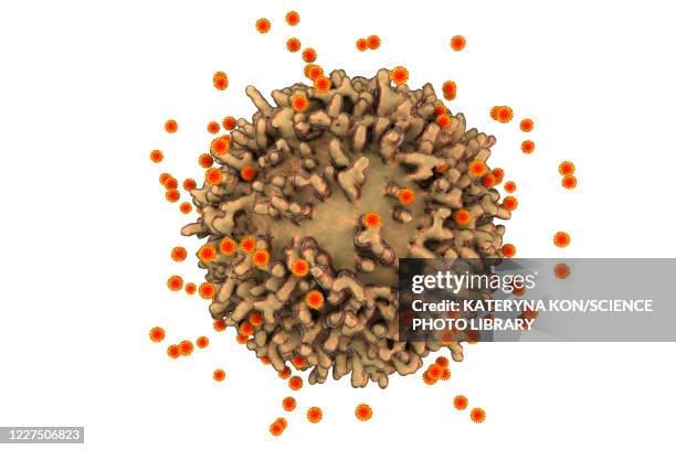 sars-cov-2 viruses and immune cell, illustration - t cell stock illustrations