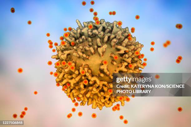 stockillustraties, clipart, cartoons en iconen met sars-cov-2 viruses and immune cell, illustration - macrophage