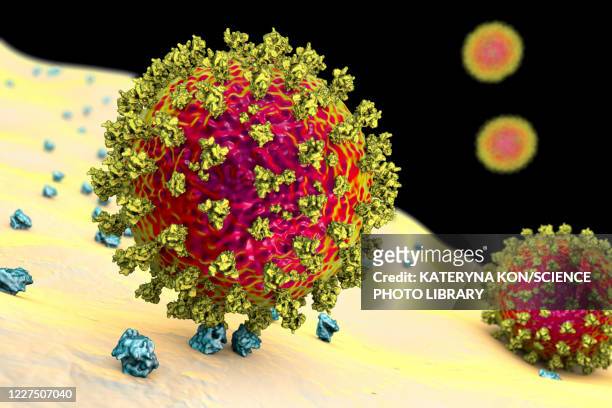 covid-19 coronavirus binding to human cell, illustration - spiked 幅插畫檔、美工圖案、卡通及圖標