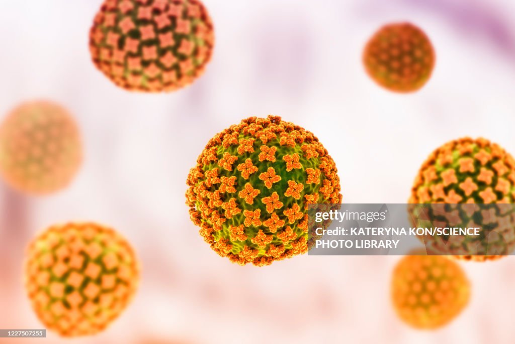 Hantavirus particles, illustration