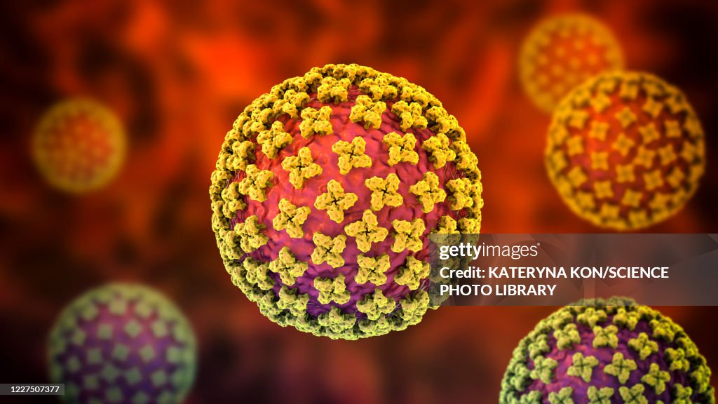 Hantavirus particles, illustration