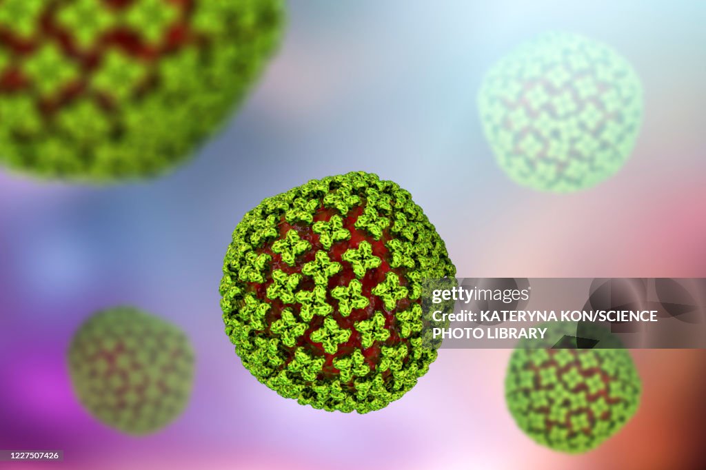 Hantavirus particles, illustration
