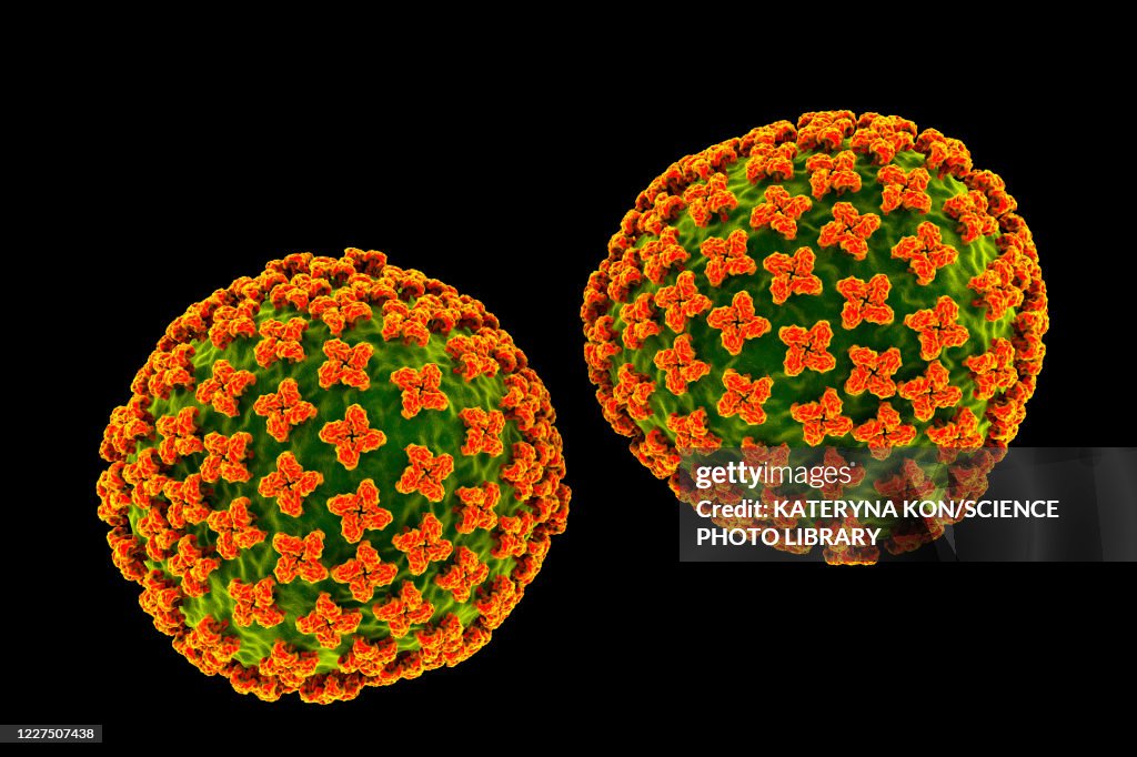 Hantavirus particles, illustration