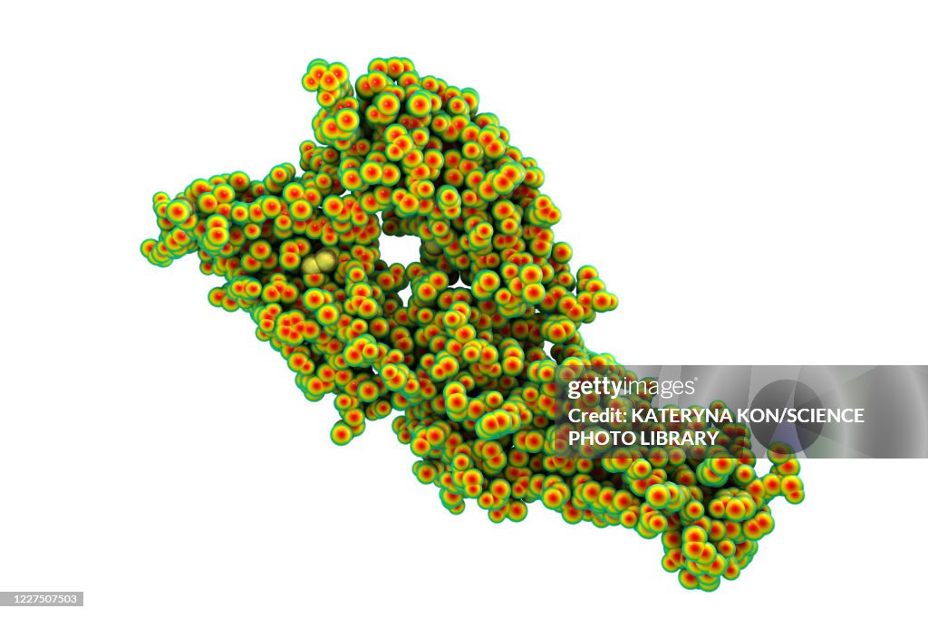 Hantavirus glycoprotein Gc, molecular model