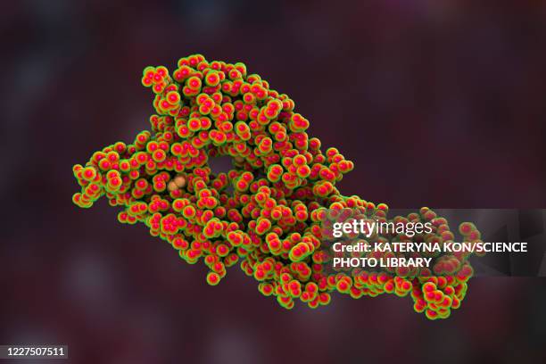 ilustraciones, imágenes clip art, dibujos animados e iconos de stock de hantavirus glycoprotein gc, molecular model - hantavirus