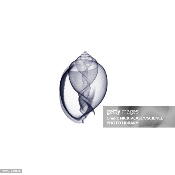 winkle, x-ray - sea shells stock pictures, royalty-free photos & images