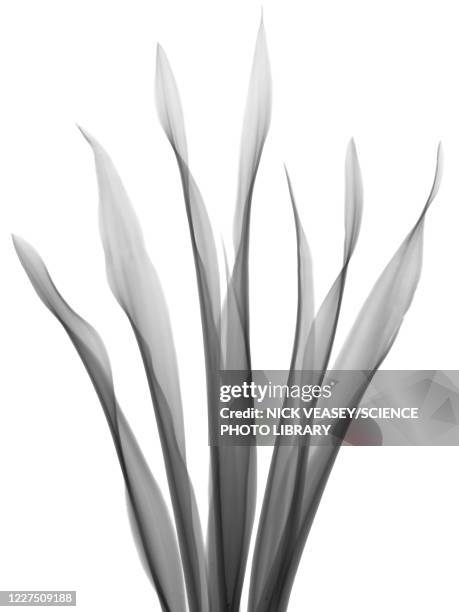 mother in law's tongue (sansevieria trifasciata), x-ray - sansevieria stock pictures, royalty-free photos & images