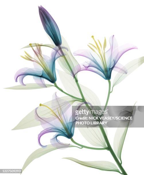 oriental stargazer lily (lilium sp.), coloured x-ray - lily stock pictures, royalty-free photos & images