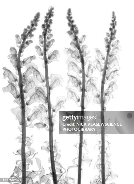 snapdragon (antirrhinum sp.), x-ray - foxglove stock pictures, royalty-free photos & images