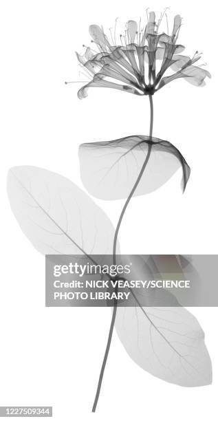 honeysuckle (lonicera tellmanniana), x-ray - xray flowers stockfoto's en -beelden