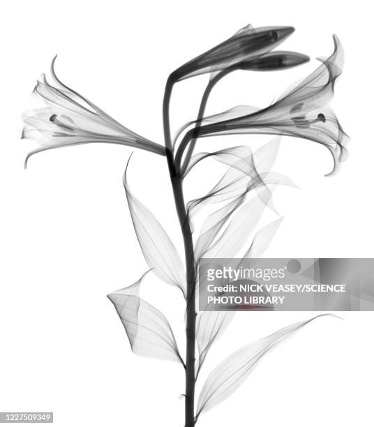 lily (lilium longiflorum), x-ray - xray flowers stockfoto's en -beelden