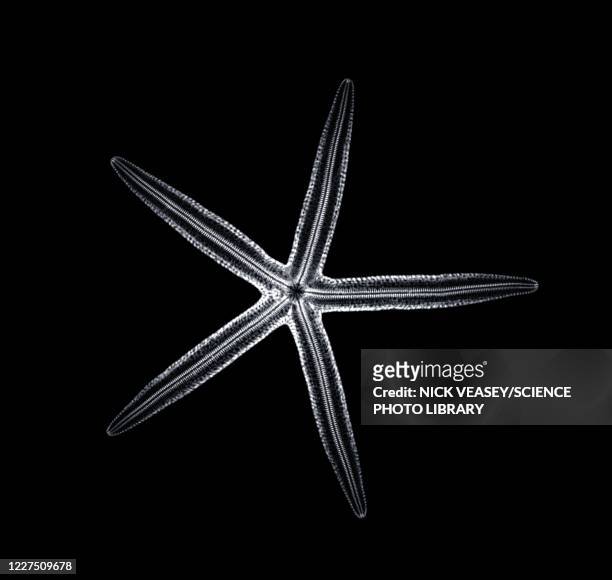 starfish, x-ray - fish x ray - fotografias e filmes do acervo