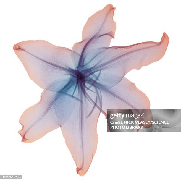 pink and violet lily blossom, x-ray - xray flowers stock pictures, royalty-free photos & images