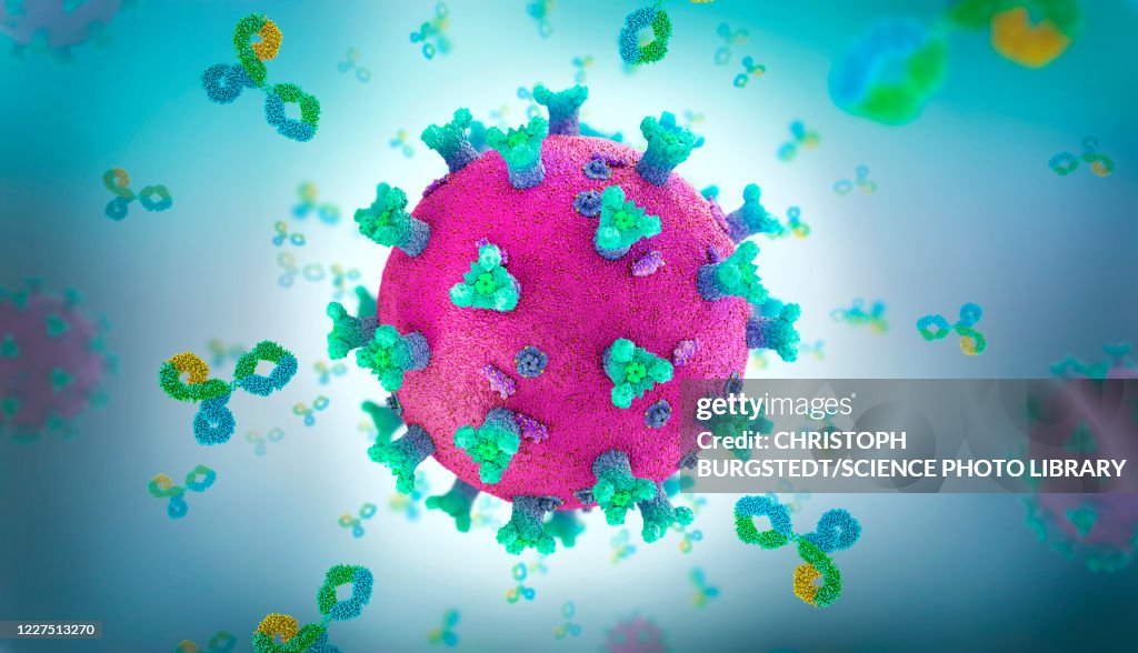 Antibody proteins attacking coronavirus, illustration