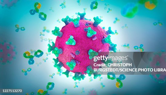 Antibody proteins attacking coronavirus, illustration Antibody proteins attacking coronavirus, illustration