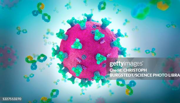 ilustrações, clipart, desenhos animados e ícones de antibody proteins attacking coronavirus, illustration - immune system