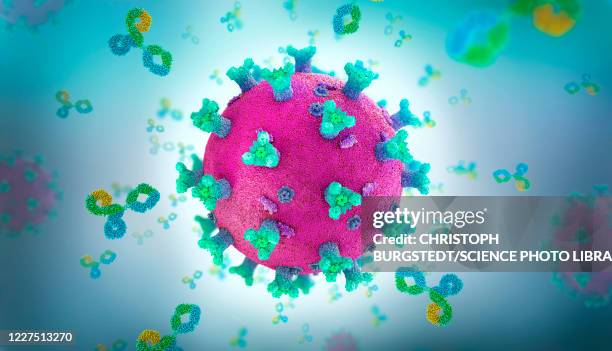 antibody proteins attacking coronavirus, illustration - immune system 幅插畫檔、美工圖案、卡通及圖標