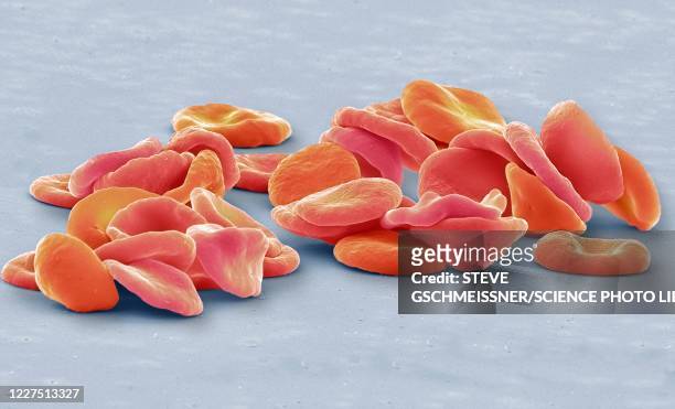 red blood cells, sem - scanning electron micrograph stock illustrations