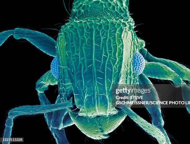 Insect Sem Insect Sem Photos and Premium High Res Pictures - Getty Images