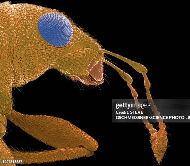 weevil, sem - rice weevil stock pictures, royalty-free photos & images