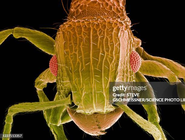 Insect Sem Insect Sem Photos and Premium High Res Pictures - Getty Images