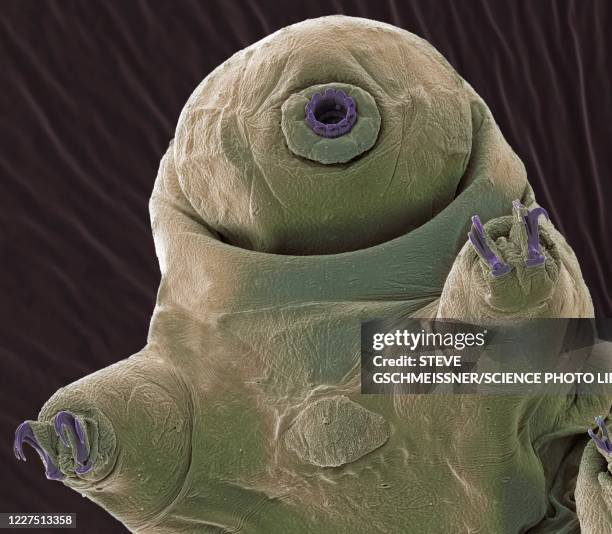 tardigrade, sem - water bear stock pictures, royalty-free photos & images