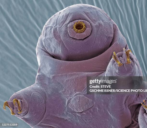 tardigrade, sem - elektronenmikroskopische aufnahme stock-fotos und bilder