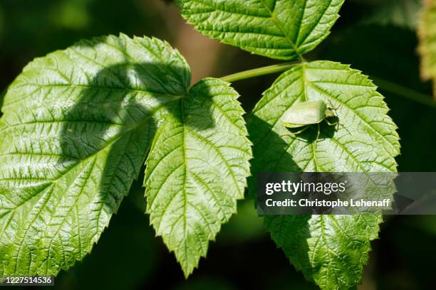 beetle on a raspberry leaf - framboeseiro imagens e fotografias de stock