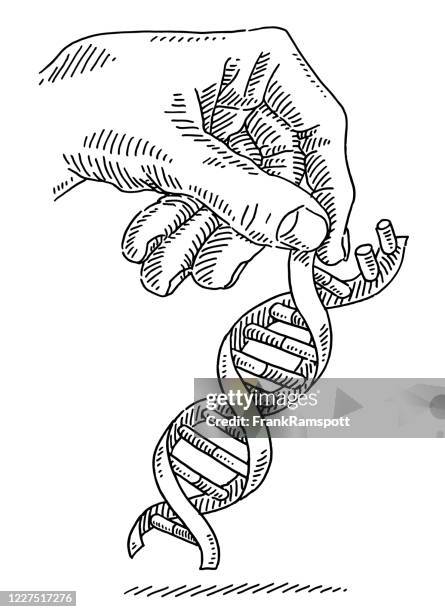 Genescience Drawing 116 Double Helix Gene Dna Drawing Stock Photos, High-Res Pictures, and ...