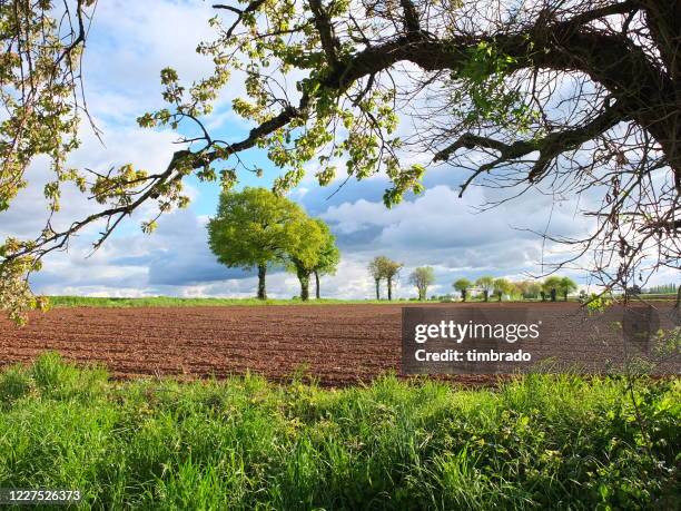 rural landscape in springtime, niort, deux-sevres, france - deux sevres stock pictures, royalty-free photos & images