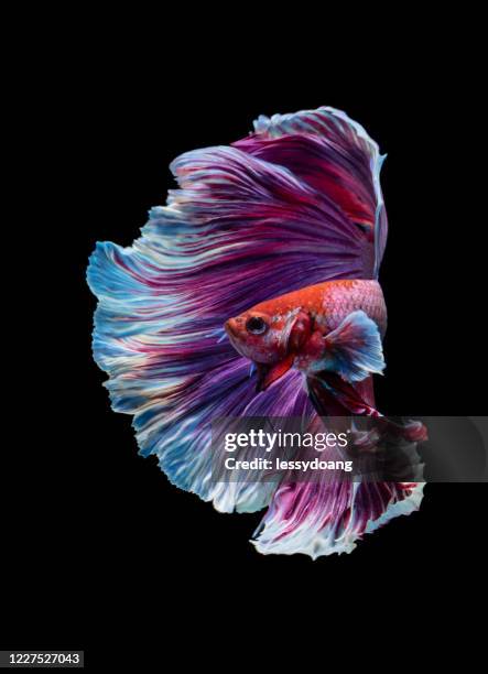 purple betta fish swimming in an aquarium - siamese fighting fish stockfoto's en -beelden