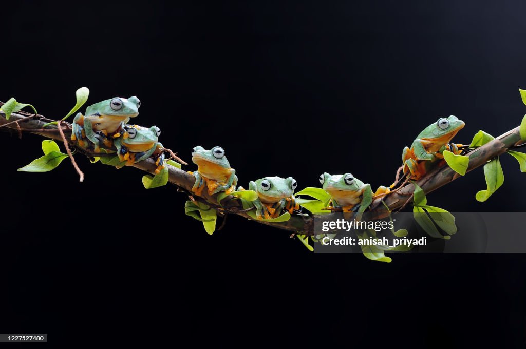 Row of dumpy tree frogs on a branch, Indonesia