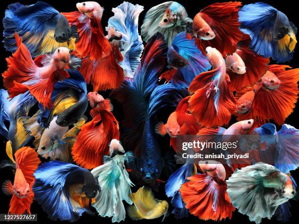 collage of multi coloured betta fish, indonesia - kampffische stock-fotos und bilder