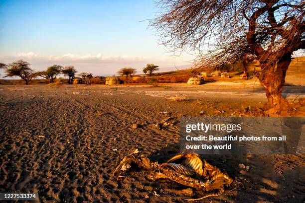 a village of huts in the tanzanian savanna with an animal carcasse in foregreound. - lago natron foto e immagini stock