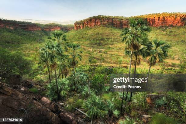 livistona palms at joe creek - rainy season stock-fotos und bilder