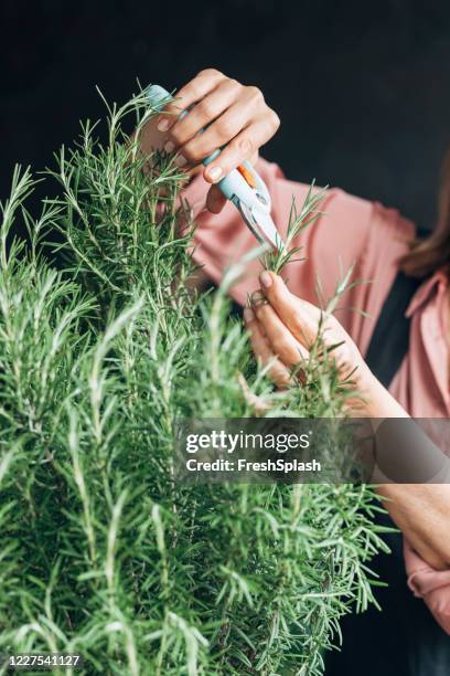 hands of a gardener cuttin rosemary - rosemary stock pictures, royalty-free photos & images