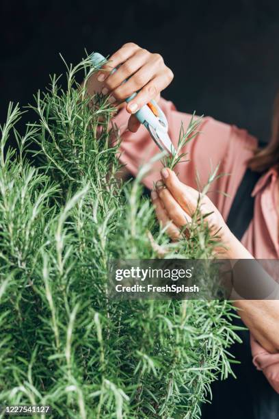 händerna på en trädgårdsmästare cuttin rosemary - rosmarin bildbanksfoton och bilder