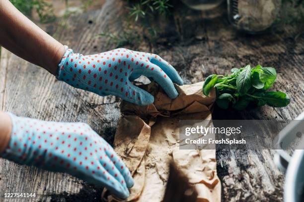 planting herbs: hands of an unrecognizable woman gardener unwrapping a basil bunch to plant it - dotted human body part stock pictures, royalty-free photos & images