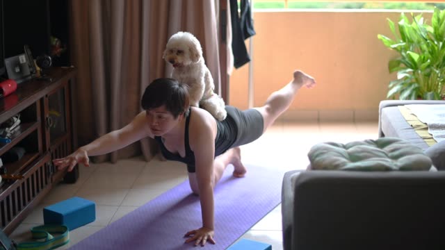 an asian chinese mid adult practicing yoga exercising at home while her toy poodle pet dog disturbing her and licking her face