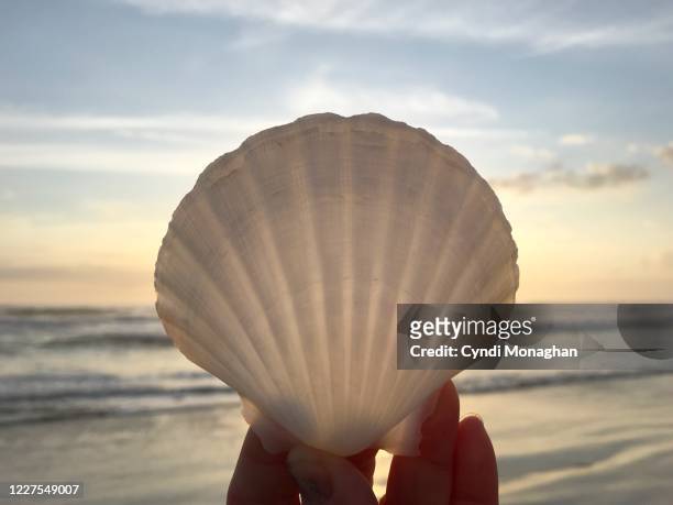 first person perspective of a hand holding a scallop seashell - souvenirs stock-fotos und bilder