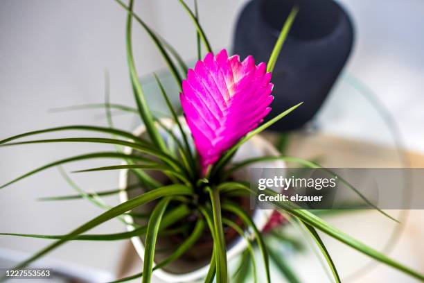 pink quill - bromeliad stock pictures, royalty-free photos & images