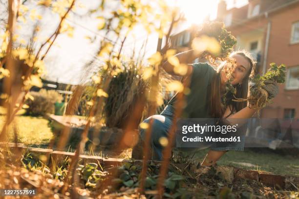 young woman harvesting celeriac in garden - apio nabo fotografías e imágenes de stock
