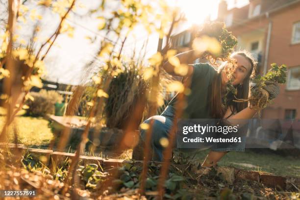 young woman harvesting celeriac in garden - celery root stock pictures, royalty-free photos & images