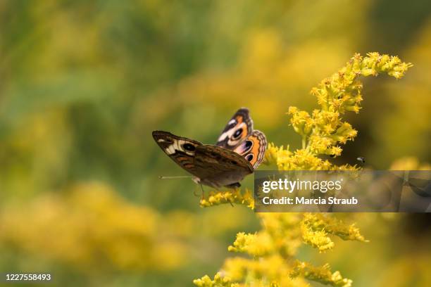 painted lady butterfly in a yellow field of wildflowers - painted lady butterfly stock pictures, royalty-free photos & images