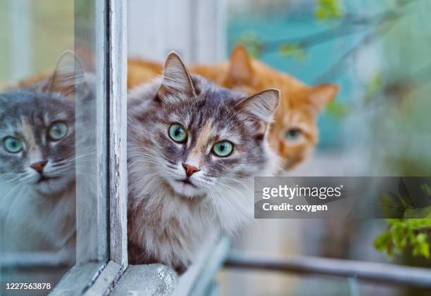 two cat window balcony summer nature sunny day. gray cat & ginger cat animal theme - cat window stock pictures, royalty-free photos & images