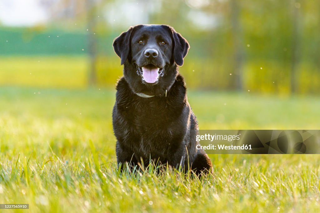 Black Labrador Retriever sitting on meadow