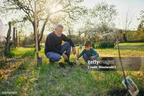 grandfather looking at grandson planting tree while crouching at garden - einpflanzen stock-fotos und bilder