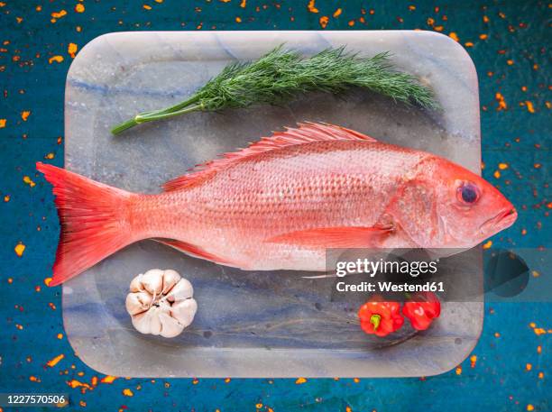 tray with raw red snapper - scarus species stock pictures, royalty-free photos & images